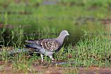 Spot-winged Pigeonborder=